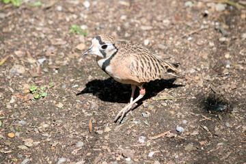 the inland dotteral is light brown, dark brown, with brown eyes and white face