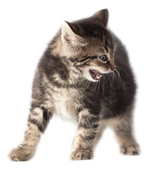Obraz premium Kitten meows isolated on a white background.