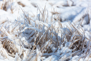 Snow on dry grass. Nature