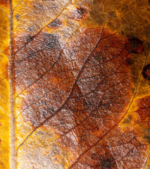 Autumn leaf as an abstract background