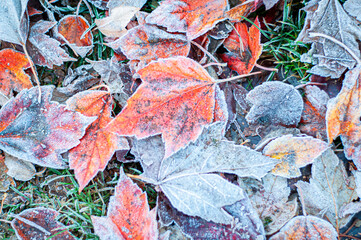 autumn leaves background