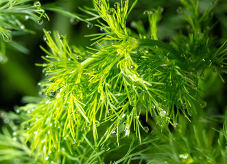 Close up of dill in a vegetable garden.