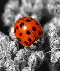 Close-up of a ladybug on a plant.