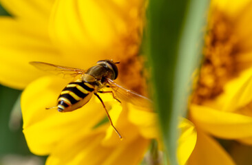 Close-up of a bee flies on a yellow flower.