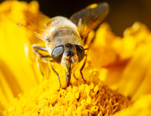 Close up portrait of a bee on a yellow flower.