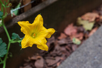 A close, slightly elevated point of view of a vibrant yellow spaghetti squash blossom, to the left of the image
