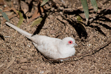 the Silver white tailed diamond dove is on a nest