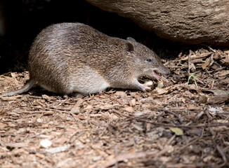this is a side view of a Southern brown bandicoot