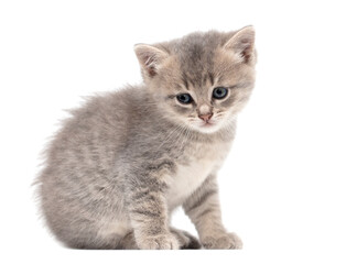 Fototapeta premium Little fluffy kitten isolated on a white