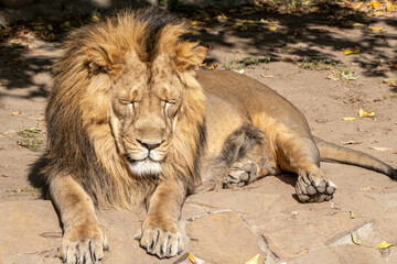 Naklejka premium Asiatic Lion (Panthera leo persica)