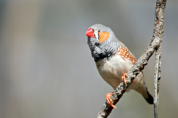 the zebra finch is perched on a branch