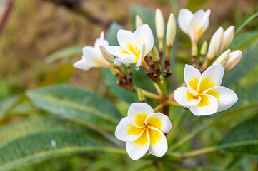 Plumeria flowers and morning dew in nature background