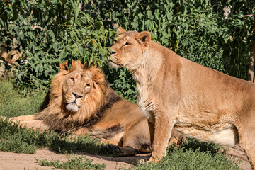 Asiatic Lion (Panthera leo persica)