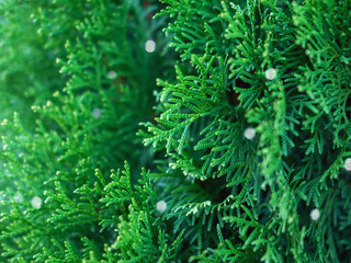 Beautiful evergreen thuja branches close up as a christmas background with a shallow focus and little sparkles.