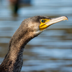 Great Cormorant Phalacrocorax carbo Costa Ballena Cadiz
