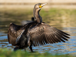 Great Cormorant Phalacrocorax carbo Costa Ballena Cadiz