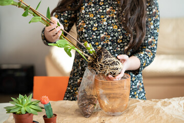 A girl transplants an orchid dendrobium nobile into a new pot. The girl is engaged in transplanting...