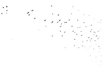 close up bird silhouettes background.