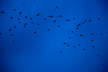 close up bird silhouettes background.