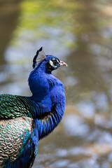 Fototapeta premium インドクジャクの横顔