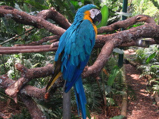 Guacamaya azul