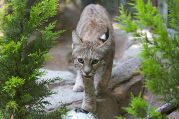 歩き寄るボブキャット