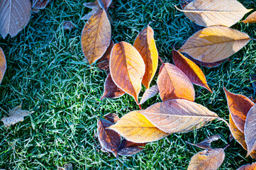 autumn leaves background