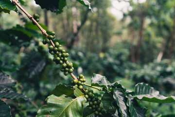 Arabica coffee plantation under a big tree in Asia
