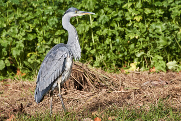 Grey heron (Ardea cinerea) stands stationary in the grass and looks for prey