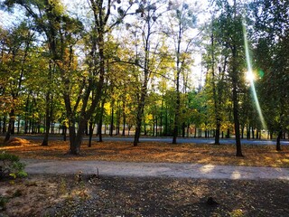 autumn in the park