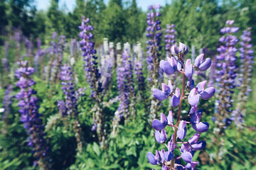 Blooming lupine flowers selected focus. A field of purple lupines. Violet spring and summer flowers. Gentle warm soft colors, blurred background.