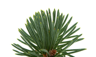 Fototapeta premium spruce twigs