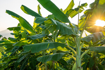 Organic Banana Field with Fresh Bananas. Organic fields background.