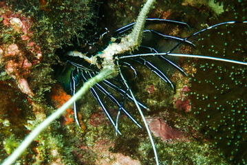 Juvenile Lobster in its hole