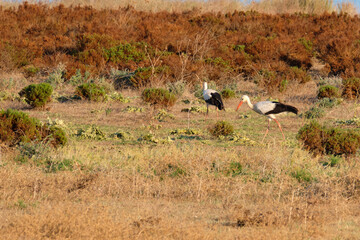 Obraz na płótnie Canvas Pair of white storks in the wild. Ciconia ciconia