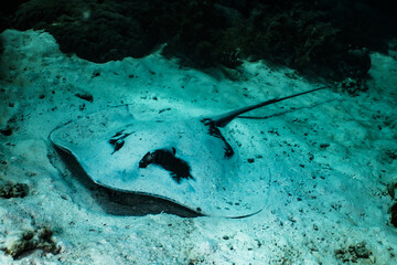Huge sting ray lying on the sandy bottom