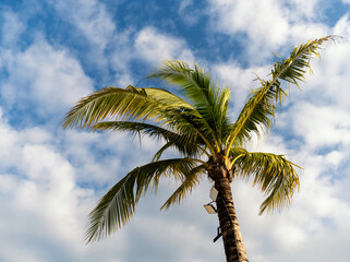 Fototapeta na wymiar Palm tree under blue sky and clouds. Vacation. Summer holidays. Selective focus.