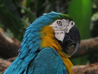 blue and yellow macaw