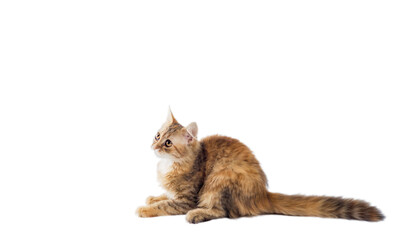 motley cat with a long fluffy tail lies and looks up on a white background