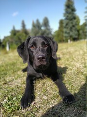 black labrador retriever