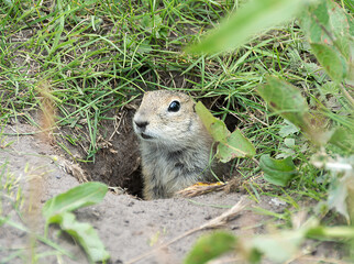 Naklejka na ściany i meble Gopher looks out of the hole in grass