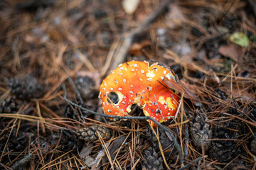  poisonous red flue fly agaric in pine cones, horizontal