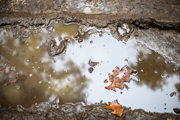  two fallen leaves in a puddle after rain, natural background