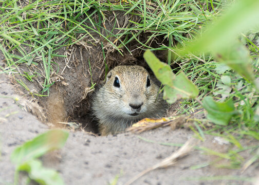 Gopher looks out of the hole in grass