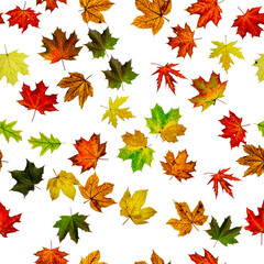 Seamless floral pattern. Autumn yellow red, orange leaf isolated on white. Colorful maple foliage. Season leaves fall background.
