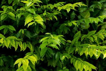 Obraz premium Low light green leaf at sunny background.