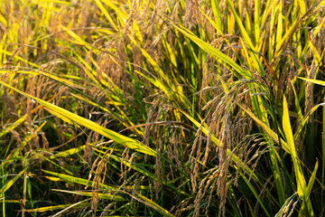 Rice in the paddy field that is ready for harvest in the evening.