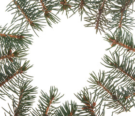 spruce twigs isolated
