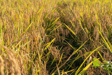 Rice in the paddy field that is ready for harvest in the evening.