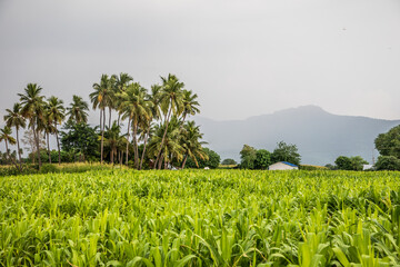 Fototapeta premium countryside green agriculture coconut tree framing